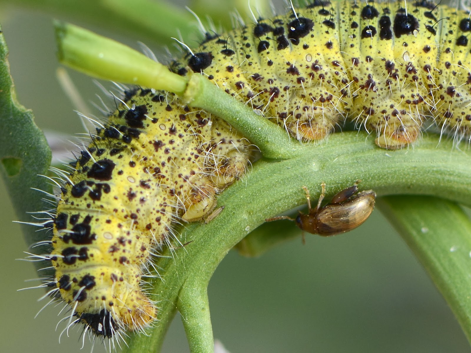 Macrophoto plaisir passion Chenille de Pieris brassicae, la Piéride du choux
