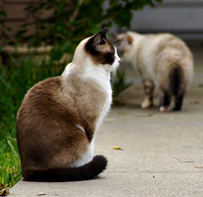 cat cat