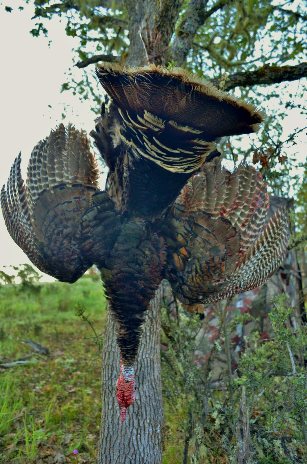 Klamath Basin and Rogue Valley Hunting Southern Oregon Blacktails