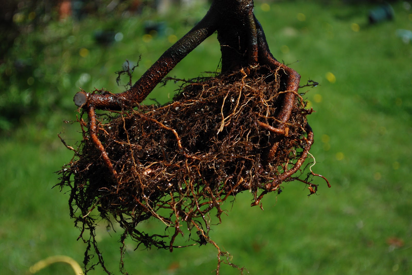 ChalkBonsai First Copper Beech