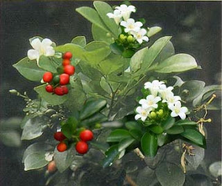 Kemuning (Murraya paniculata [L.] Jack.)