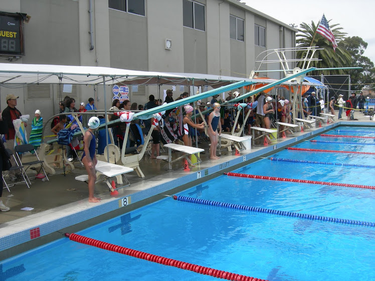 bearswimming