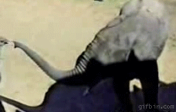 Funny animal gifs - part 105 (10 gifs), baby elephant playing with ostrich and strangling it