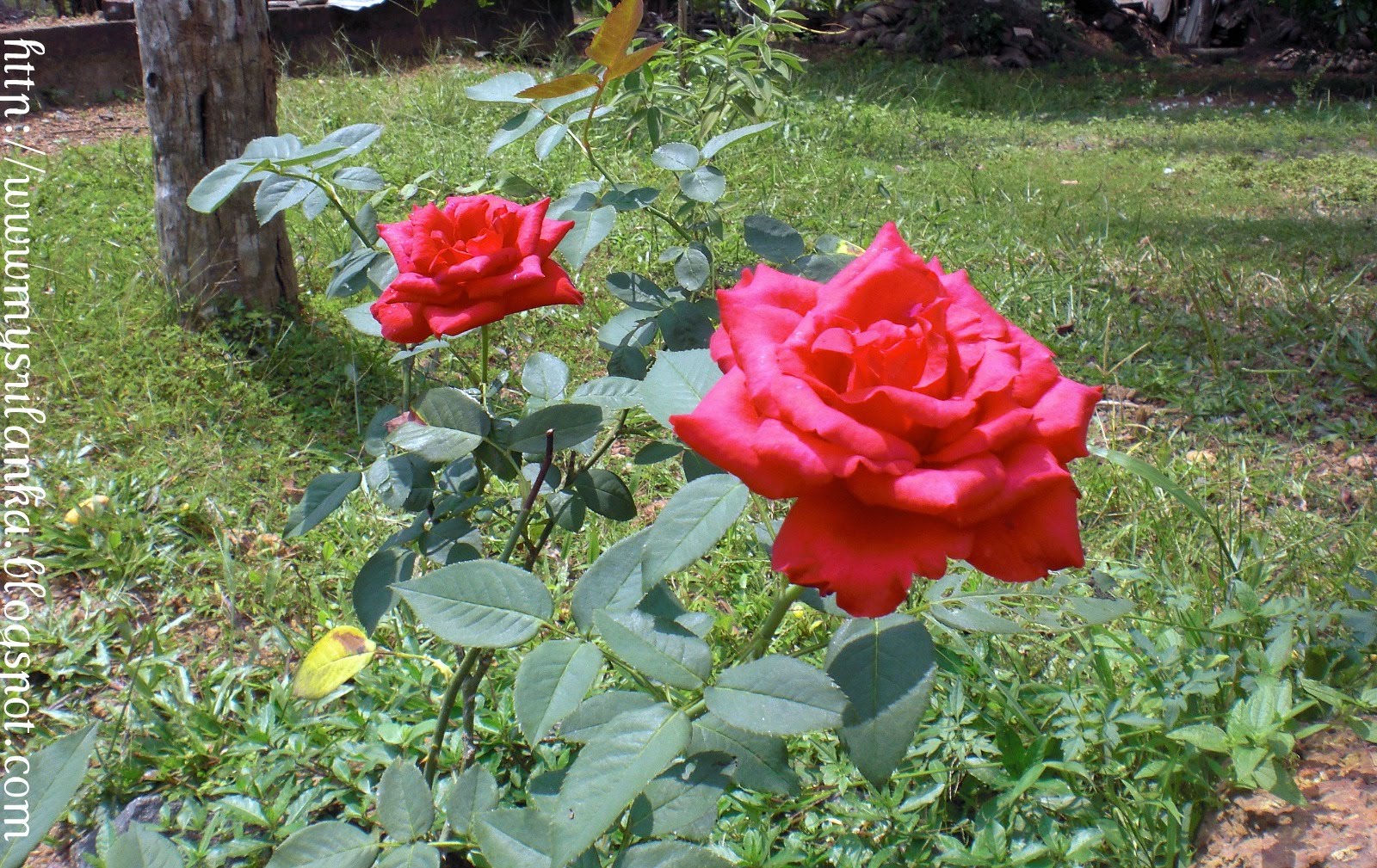 My Sri Lanka Roses...............