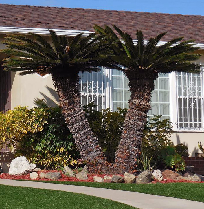 Brad's Tropical Paradise Why your big sago palm isn't really very