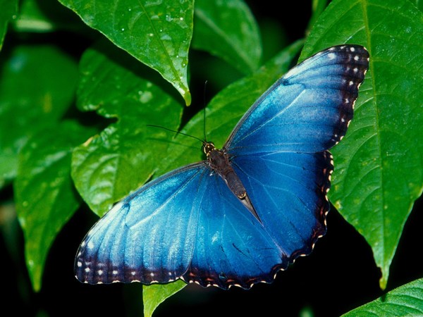 Desktop Butterflies Wallpaper Download