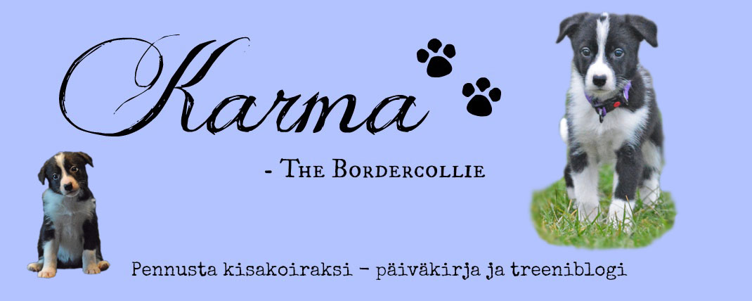 Karma - the Bordercollie