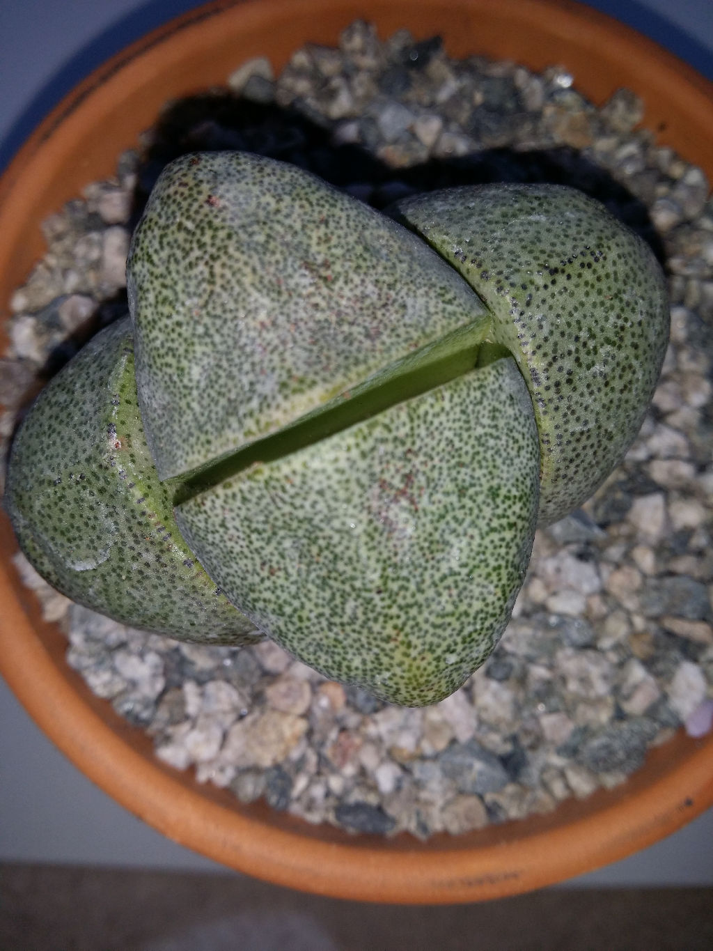Living stones - flowers that can surprise Living stones - flowers that can surprise