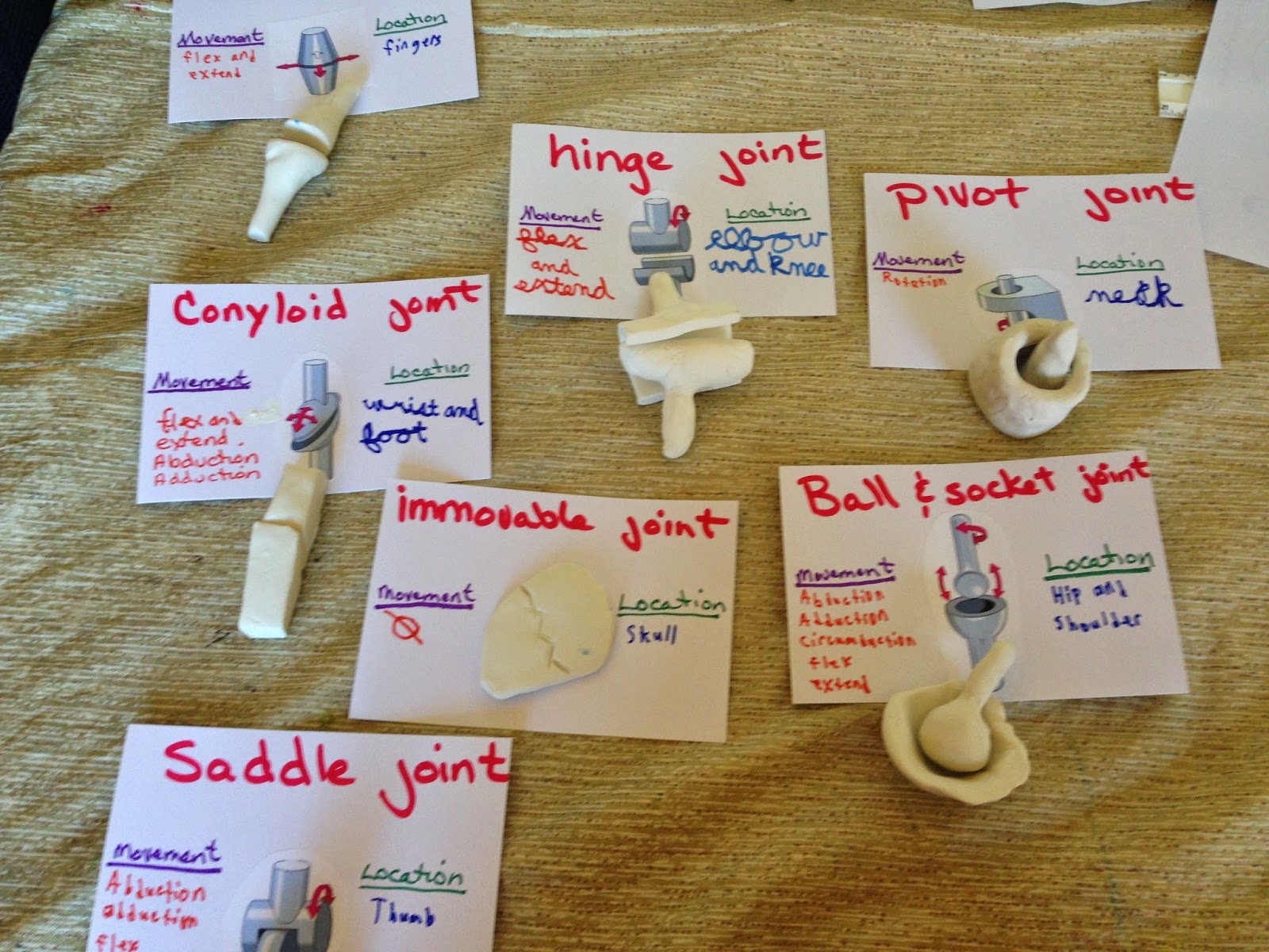 Joint Activity S Adventures Skeletal Joints And Activities