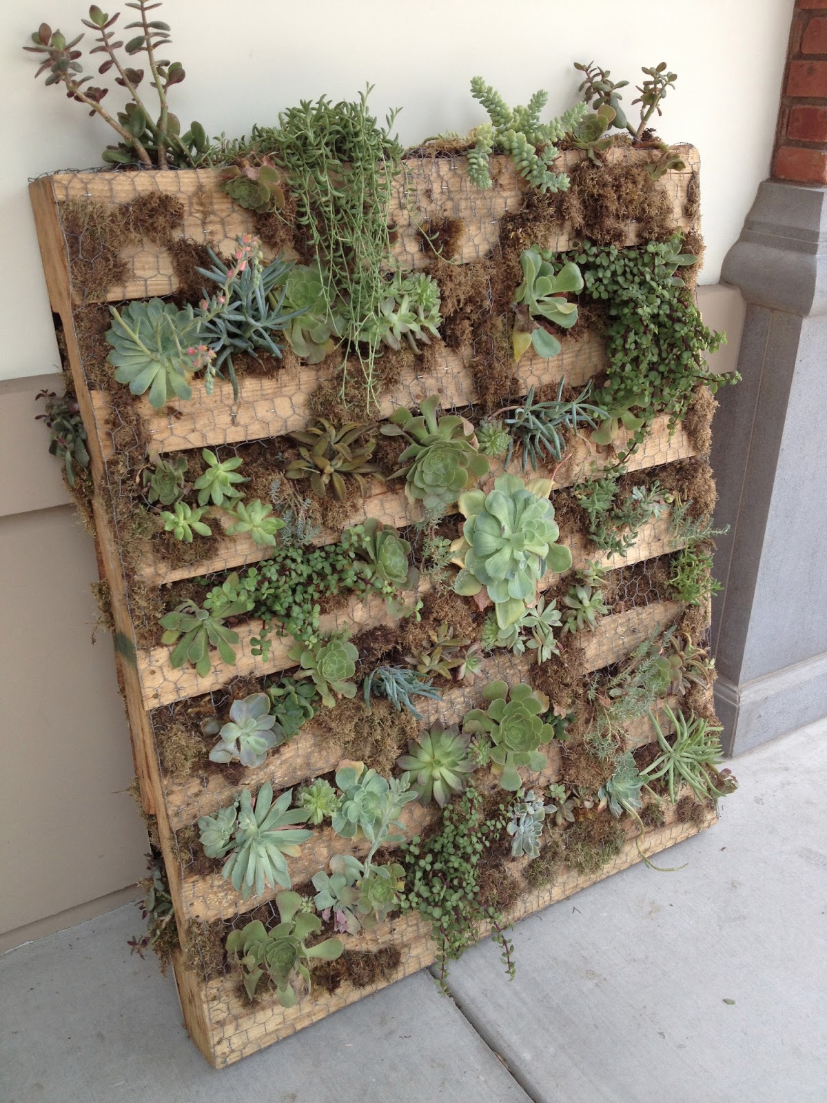 Within My Means Pallet Succulent Garden