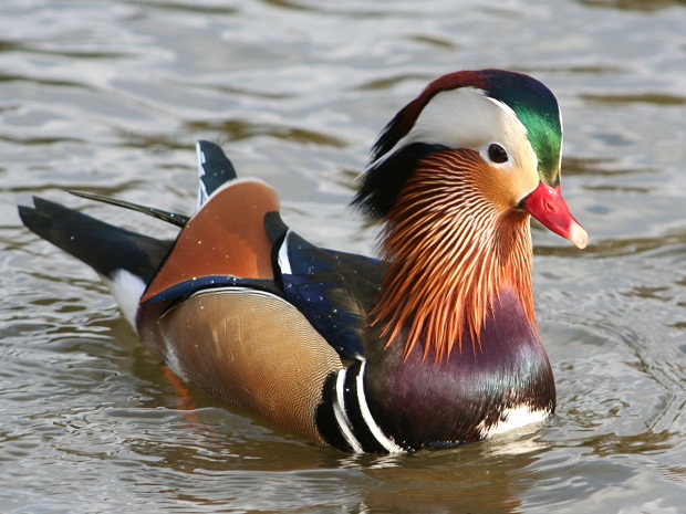 El pato mandarím es el más hermoso del mundo El pato mandarím es el más hermoso del mundo