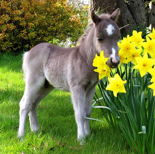 North Horse It's Spring! Important Wisconsin Spring Horse Events