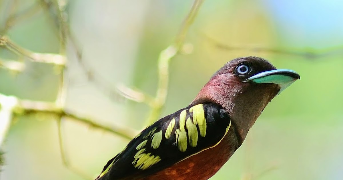 Birds of the World Banded broadbill