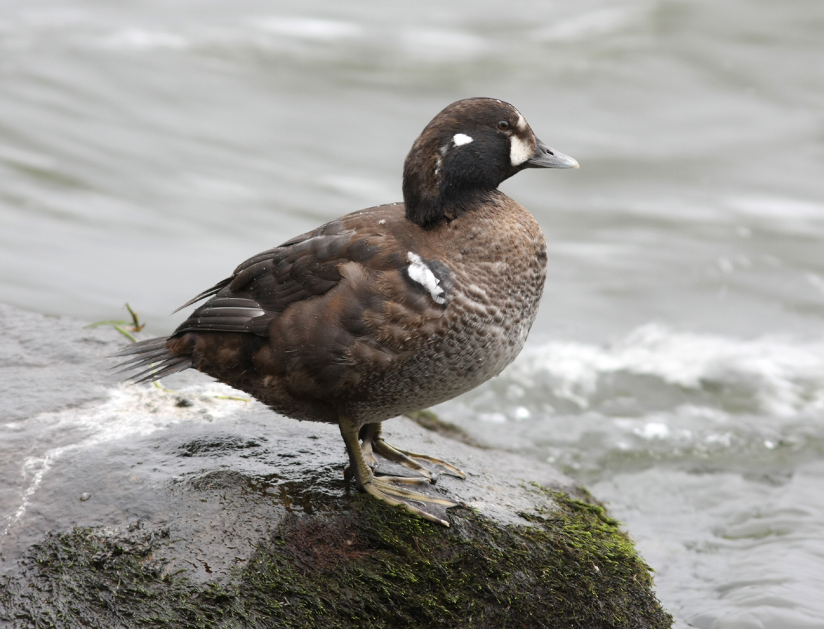 Harlequin Duck