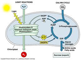 Essay questions for cellular respiration