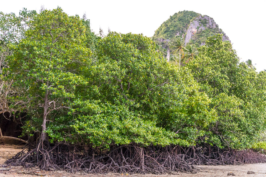 Railay. Rock climbing