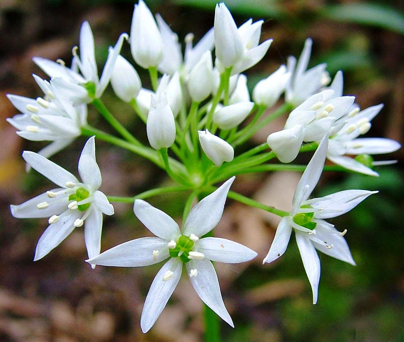 Bij Anne Allium Sativum