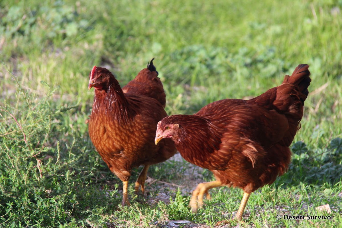 Desert Survivor Chickens!