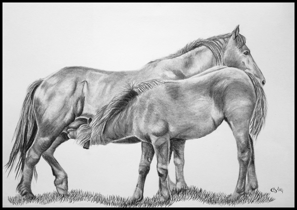 Mes portraits d'animaux Chevaux+au+fusain