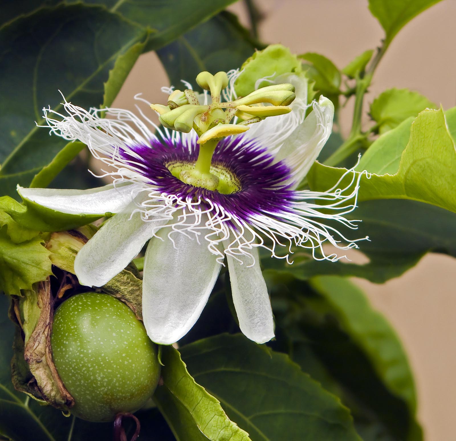 We're Making Passionfruit Seed Oil