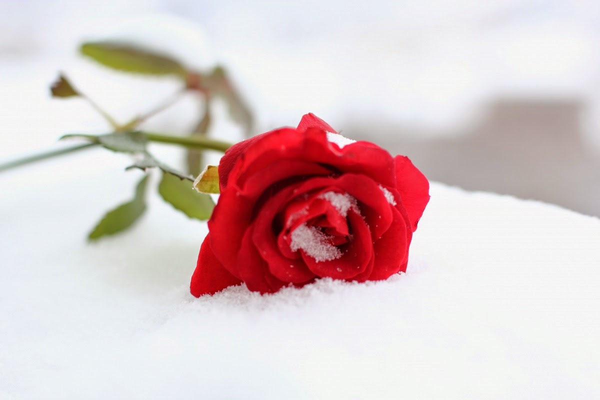 Homélie Audio: vous avez 10 minutes ? Rose-rouge-sur-la-neige-blanche-1359289928_73