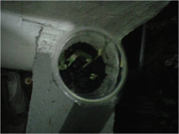 ♥ YoLandd Pongayouw ♥ Pertumbuhan Biji Kacang Hijau