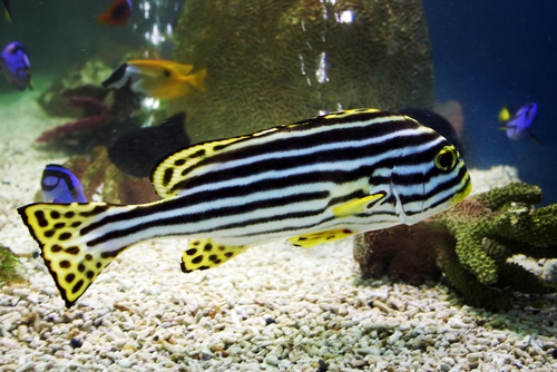 Psych News Alert: Zebra Fish May Teach Us Something About Sleep