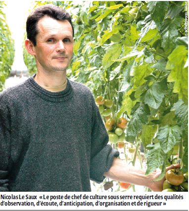 culture de tomates sous serre