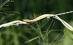 BROWN VINE SNAKE