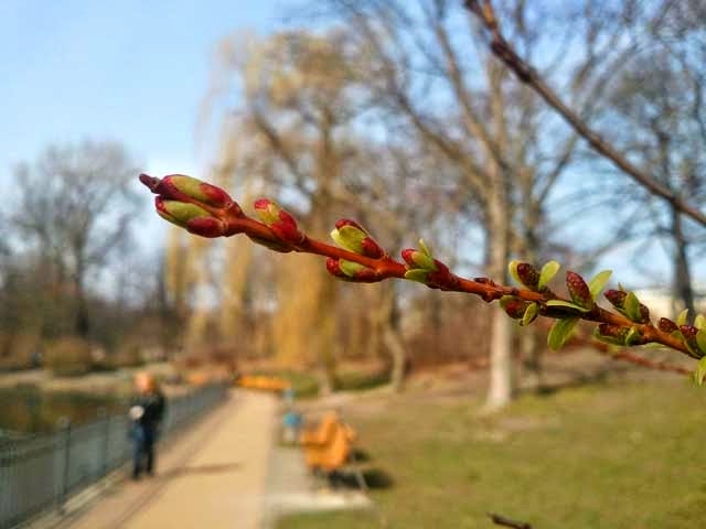 Frühling in Berlin (Foto: © Maike Grunwald)