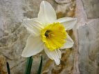 Narcissus yellow cheerfulness