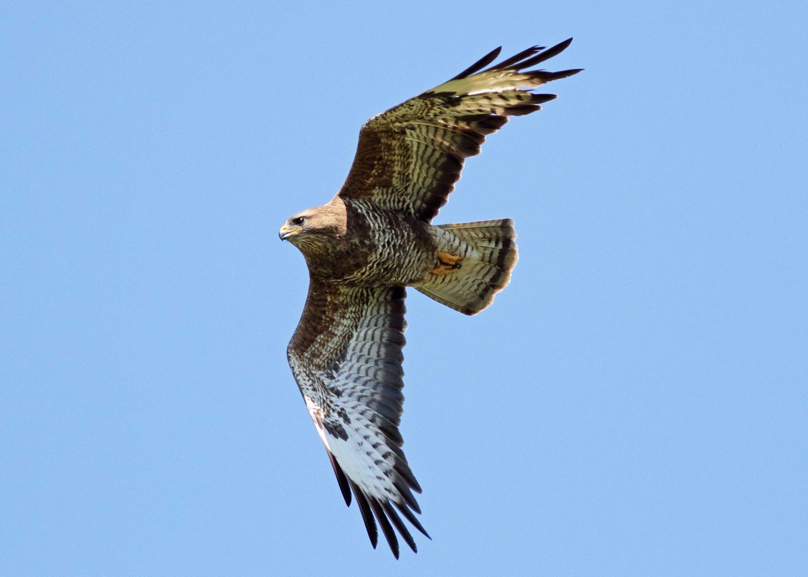 Greater Kent Birder Buzzards at Grigrin