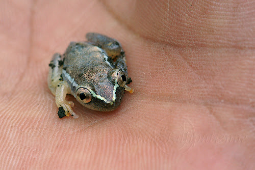 Grenouille arboricole