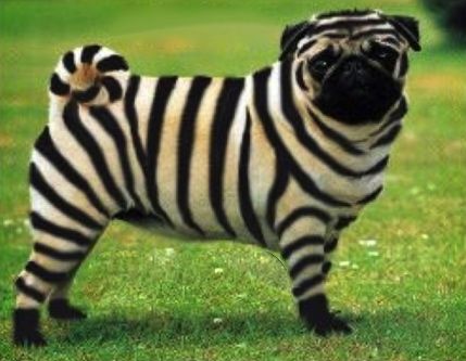 zebra+pug+1.jpg