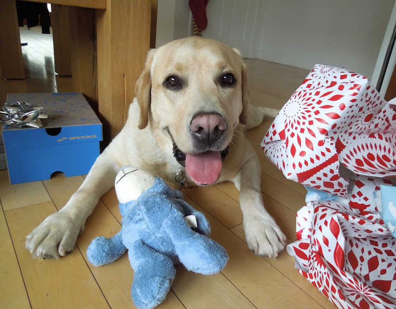 Christmas Labrador Cooper Christmas Labrador Cooper