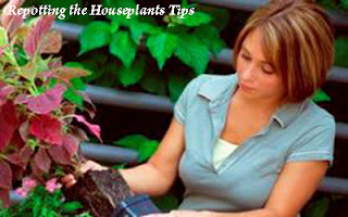 Repotting the Houseplants Tips