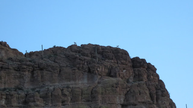 Arizona+Desert+Sheep+Photos+of+two+skylined+sheep+with+jayscottoutdoors.com.JPG