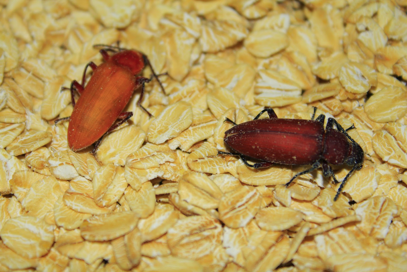 Mealworm Tips and Info