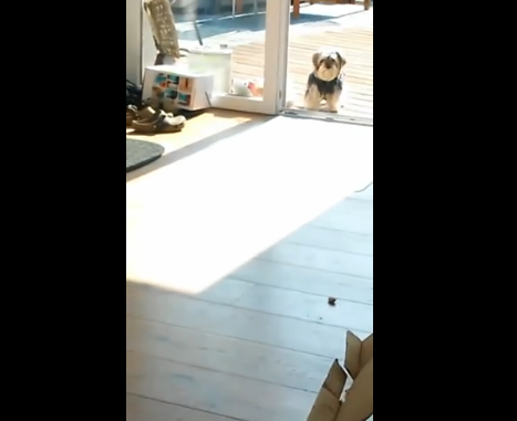 video of a cute dog