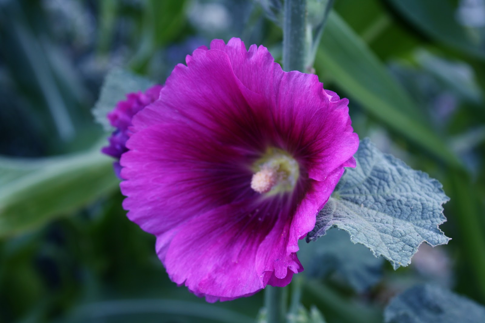 The Edible Garden Around the Garden