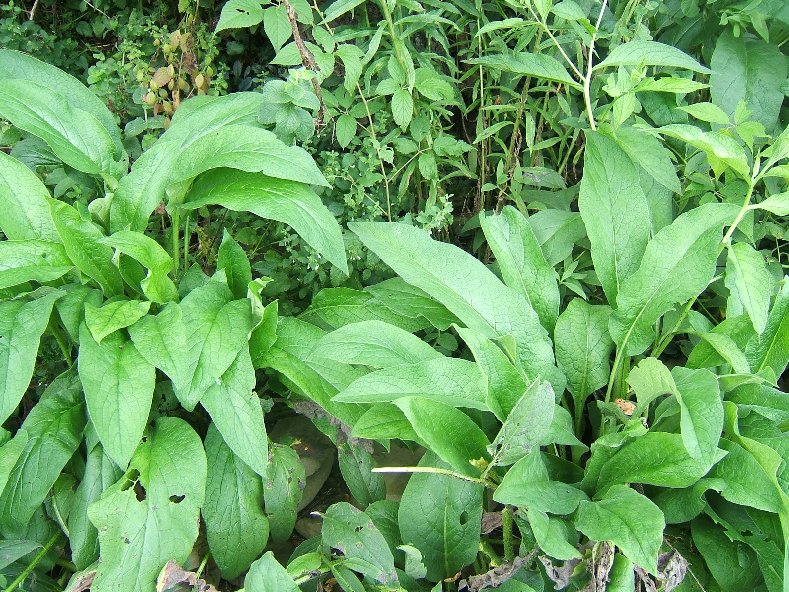 Comfrey and ChickensA Good Idea? Community Chickens