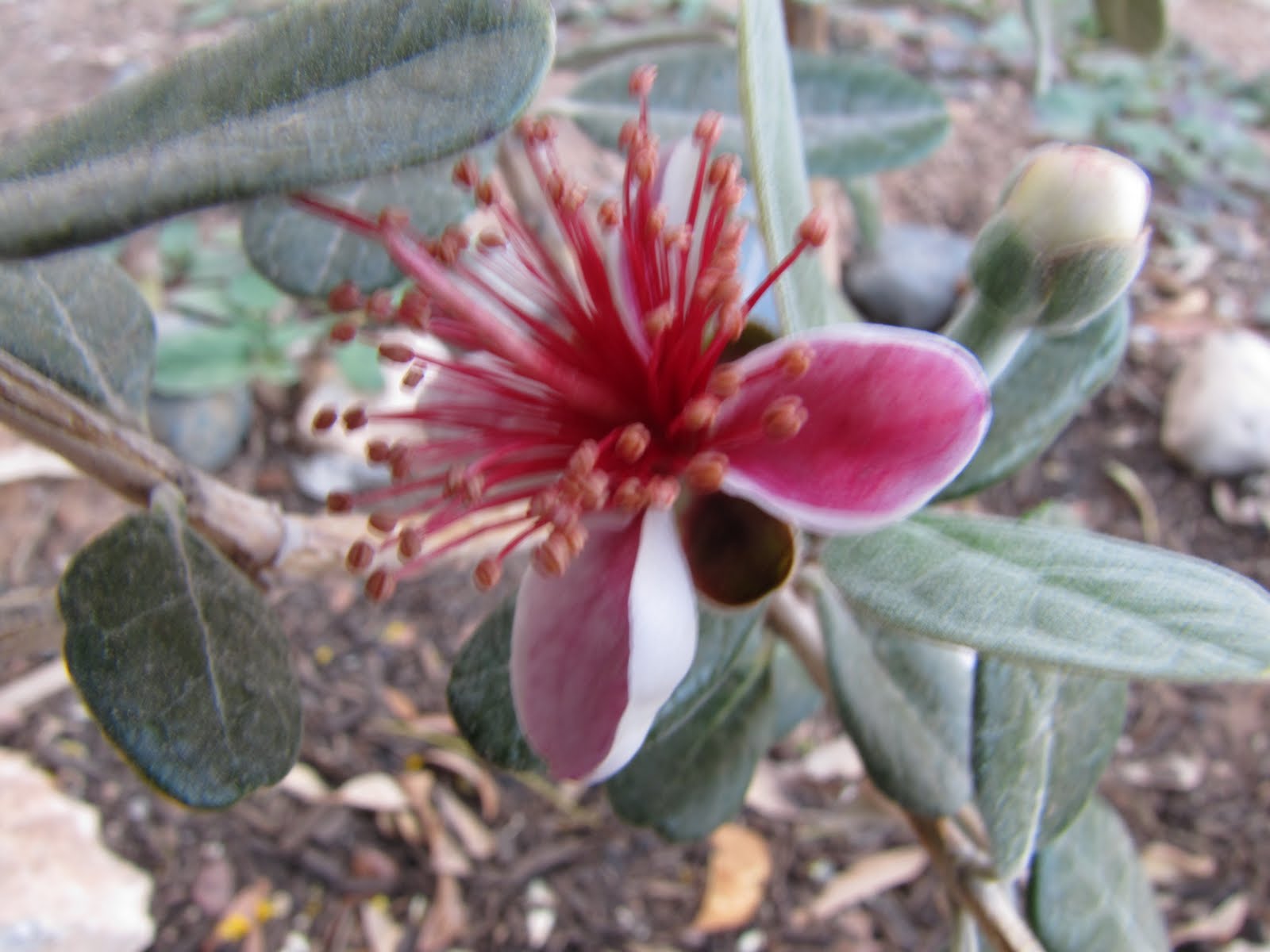 Las Aventuras Bush Pineapple Guava