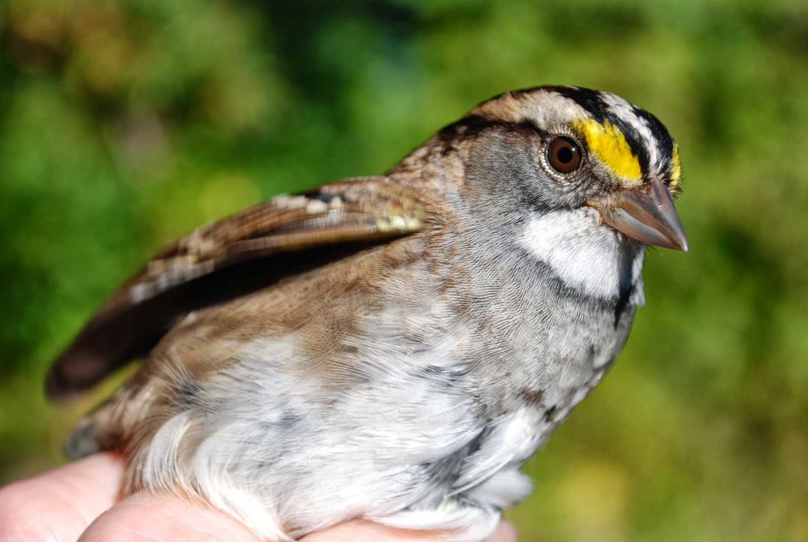 Minnesota Birdnerd Migration in Duluth, MN