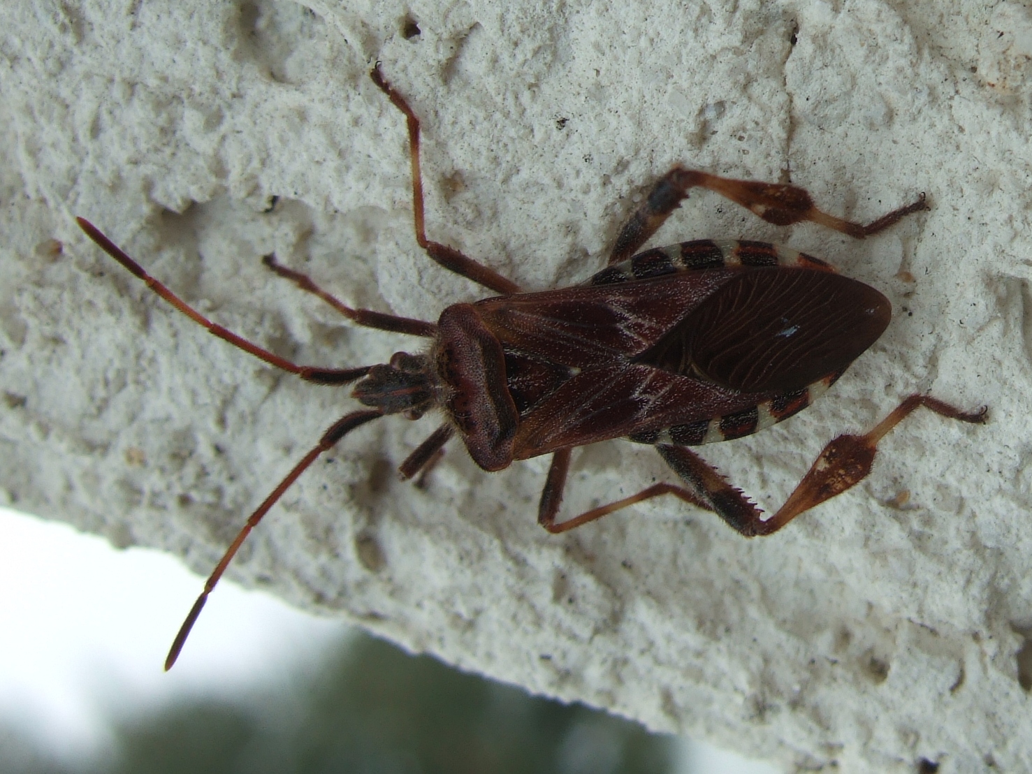 Käfer In Der Wohnung Bestimmen. was ist das f r ein k fer