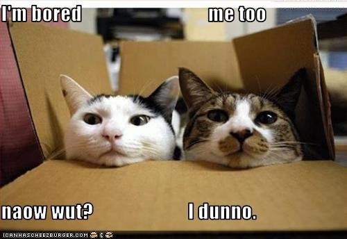 Funny Animals Funny Saying-2012 Funny Saying Collection