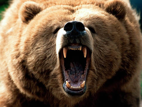mean bear cartoon