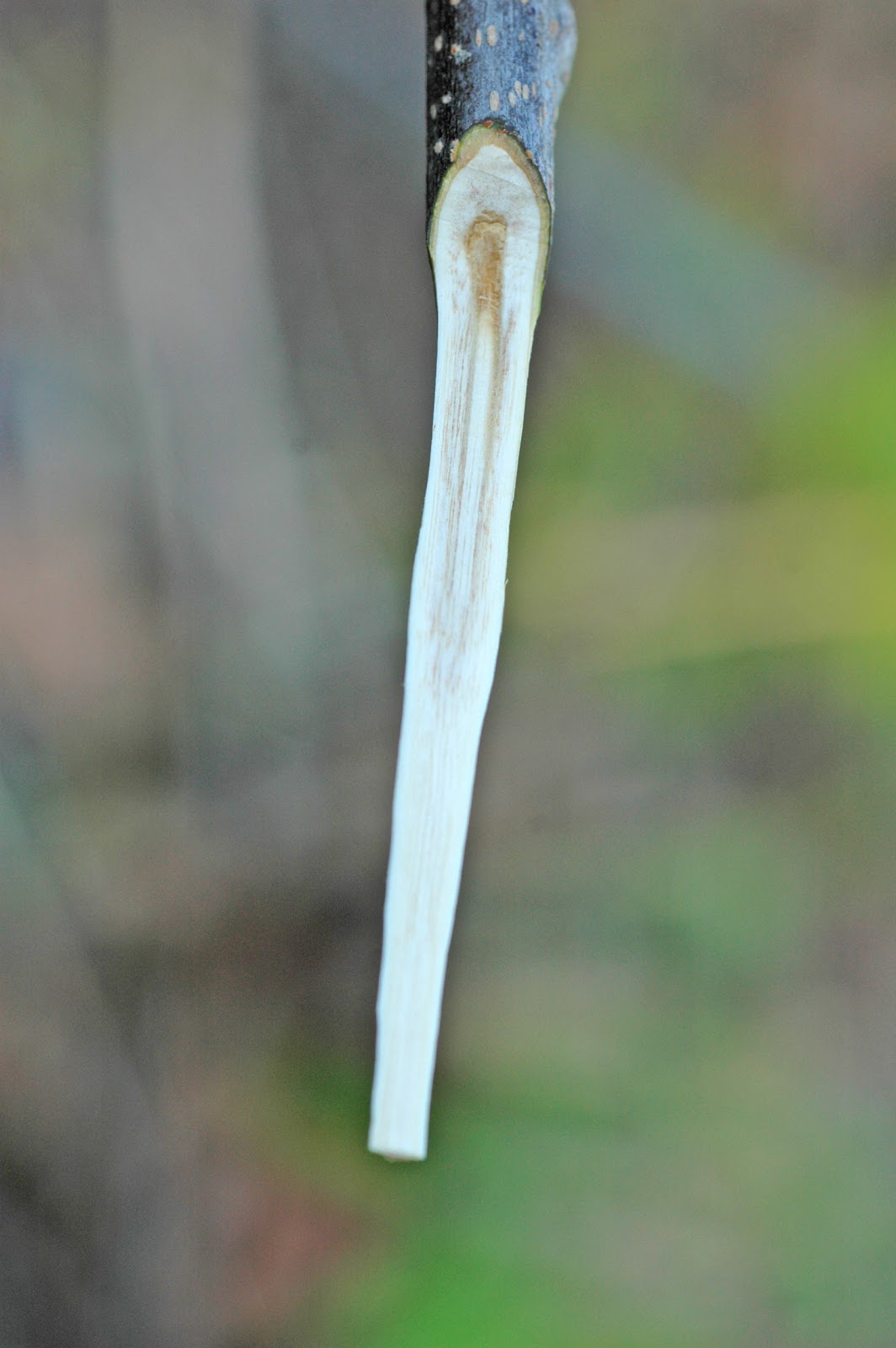 grafting pecan trees when