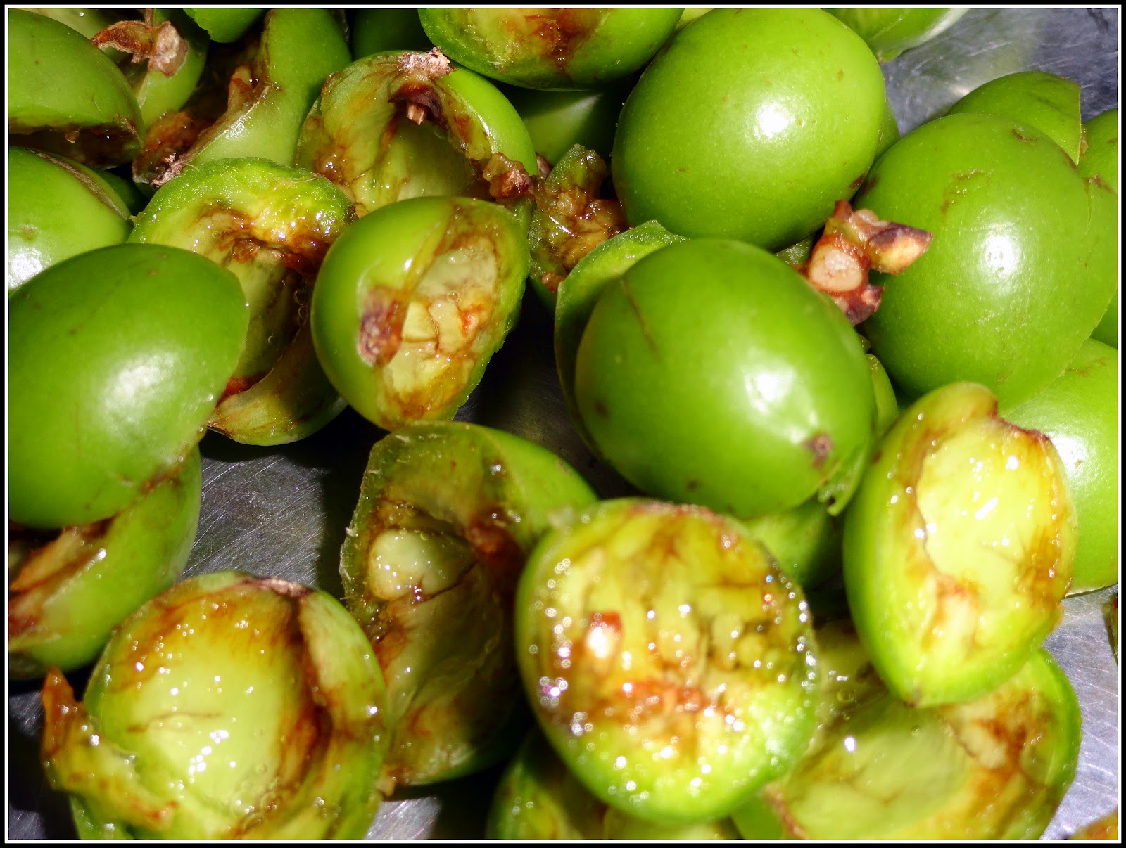 The Earth of India All About Lasura (Cordia myxa, Cordia dochotoma)