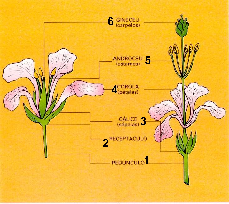 Lista 99+ Foto Que Es El Pedunculo De La Flor Alta Definición Completa, 2k, 4k