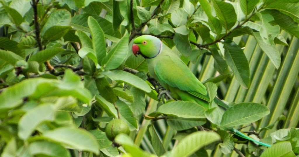 PARROT EATING GUAVA PicsVillage